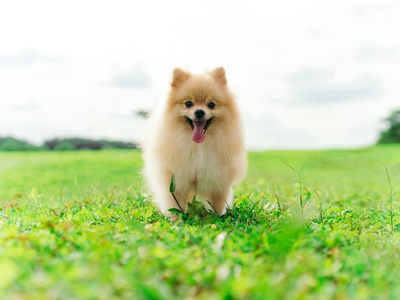 Pomeranian