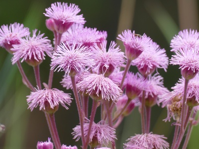 Pompom Weed