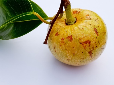 Pond apple
