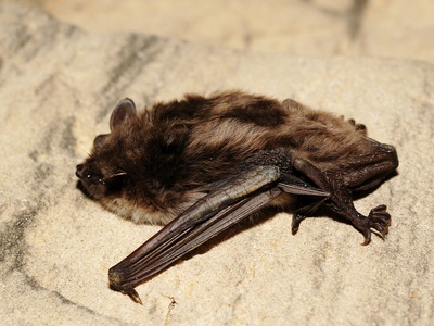 Pond bat