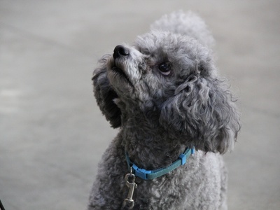 Poodle (Miniature)