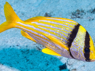 Porkfish