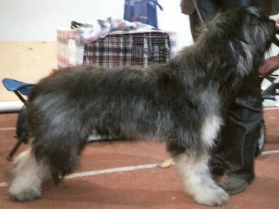 Portuguese Sheepdog