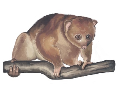 Potto