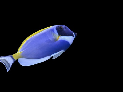 Powder Blue Surgeonfish