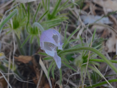 Prairie Crocus