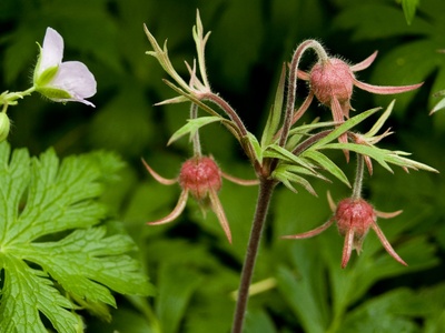 Prairie Smoke