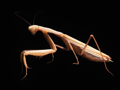Praying mantis