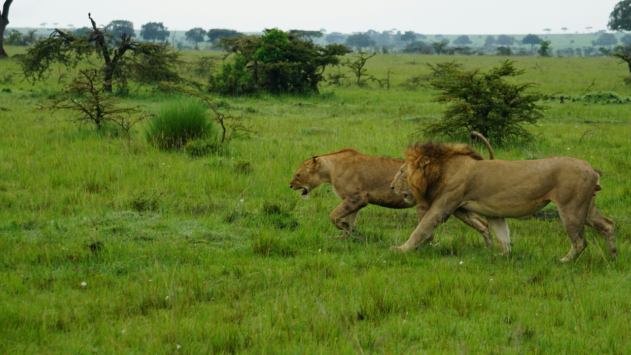 Lion resting on savannah in South Sudan at dusk