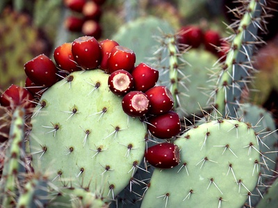 Prickly pear