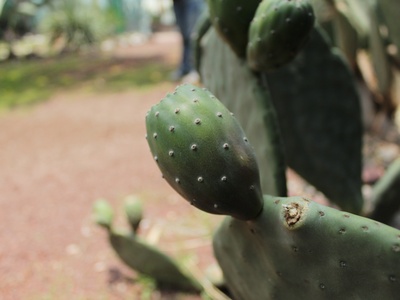 Prickly Pear