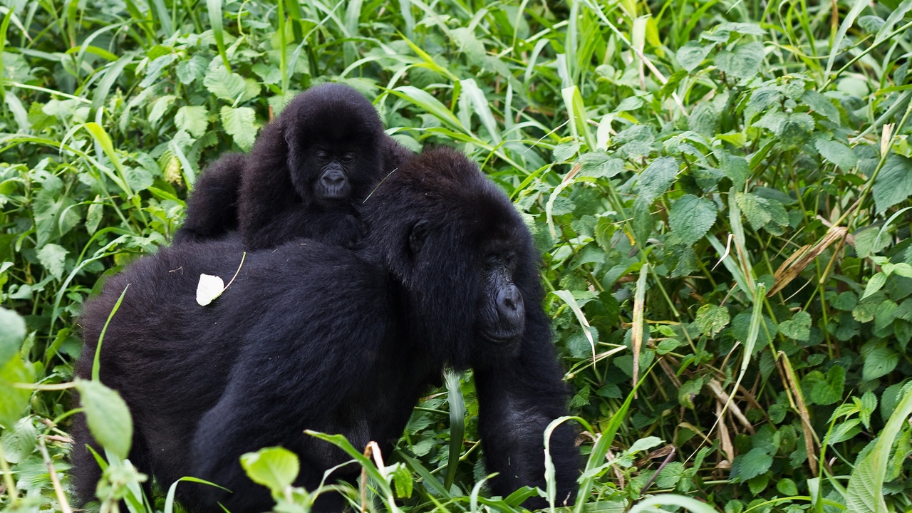 Mountain gorillas and African elephants in Uganda's parks