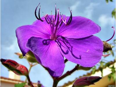 Princess Flower