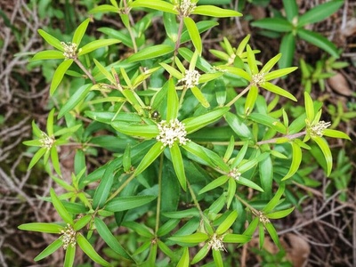 Proctor's Star-bush