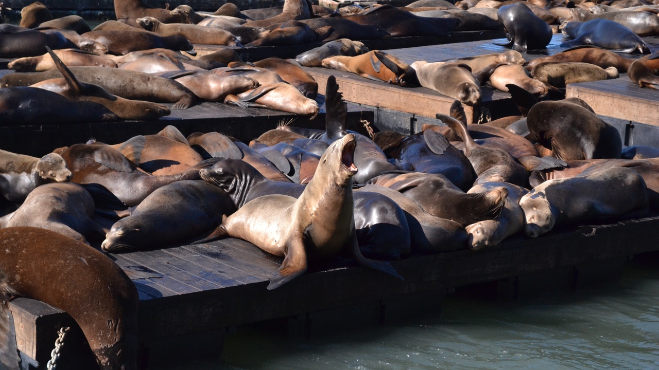 Pier 39 sea lions hauled out on wooden docks at the San Francisco waterfront