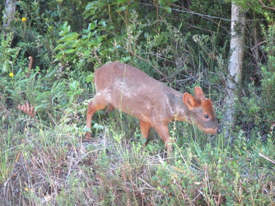Pudu (southern pudu)