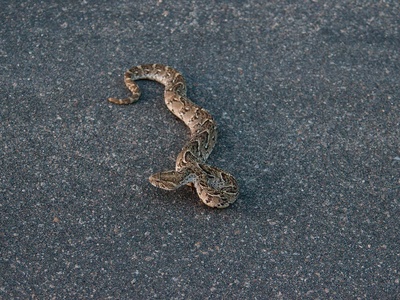 Puff adder