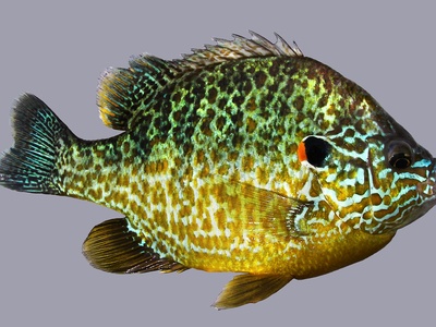 Pumpkinseed Sunfish
