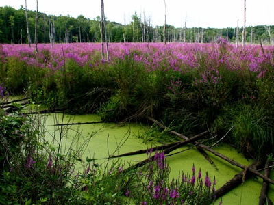 Purple loosestrife