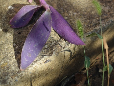 Purple Pitcher Plant