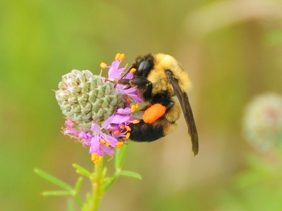 Purple Prairie Clover