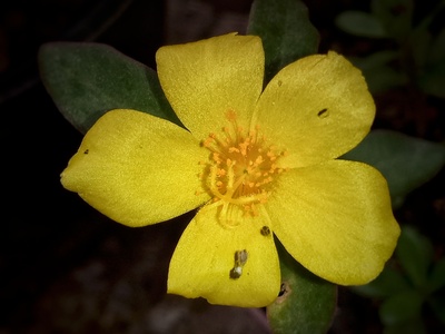 Purslane