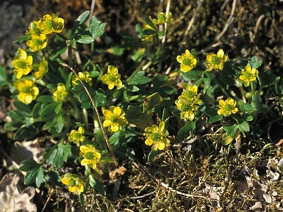 Pygmy Buttercup