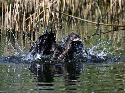 Pygmy Cormorant