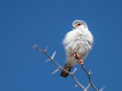 Pygmy Falcon