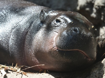 Pygmy hippopotamus