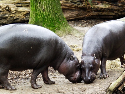 Pygmy hippopotamus