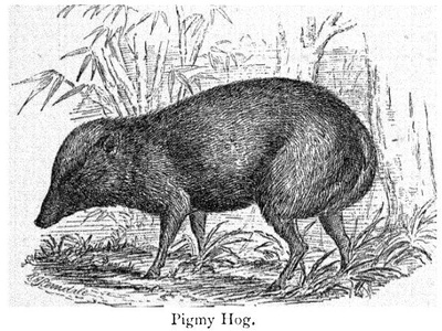 Pygmy Hog