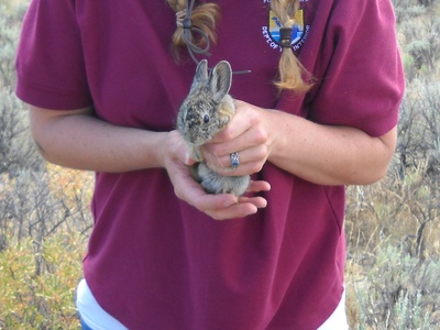 Pygmy Rabbit