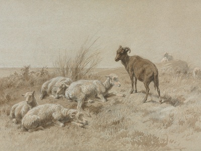 Pyrenean Shepherd