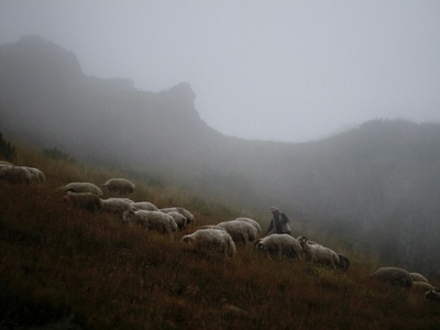 Pyrenean Shepherd