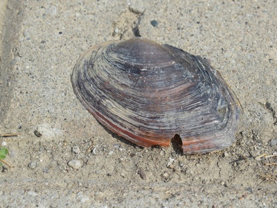 Quahog (hard clam)