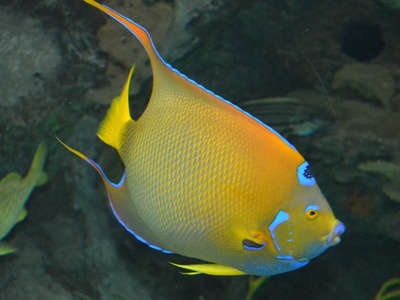 Queen angelfish