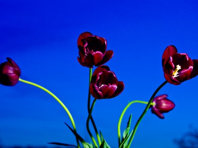 Queen of Night Tulip