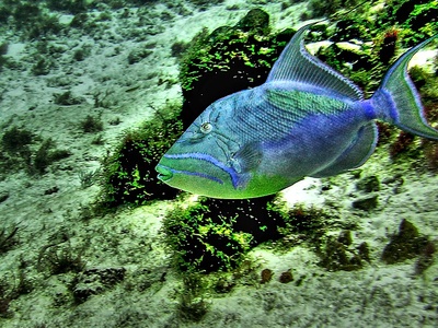 Queen triggerfish