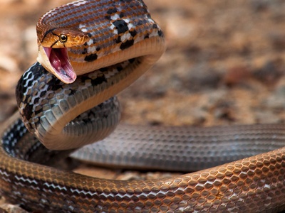 Radiated Ratsnake