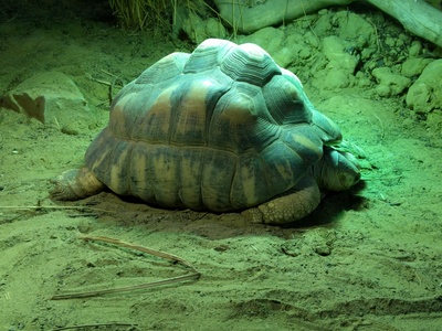 Radiated Tortoise