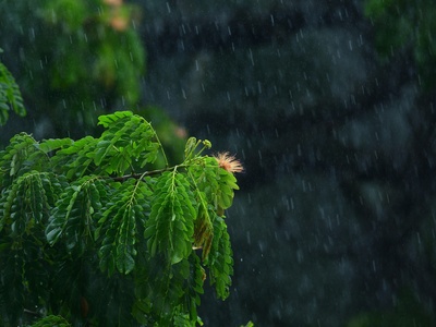Rain tree