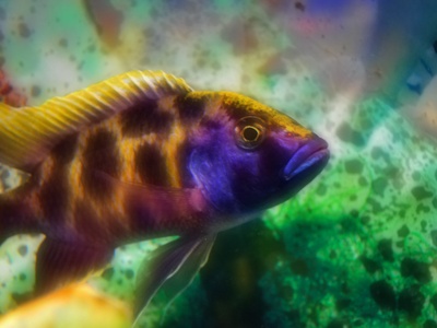 Rainbow Cichlid