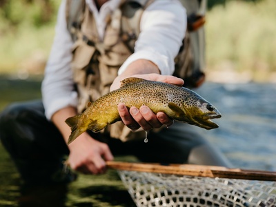 Rainbow Trout