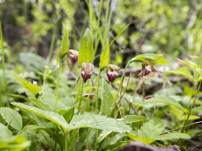 Ram's-head Lady's Slipper
