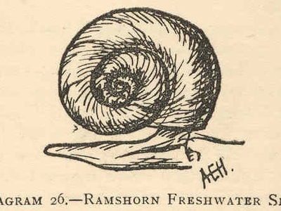 Ramshorn snail