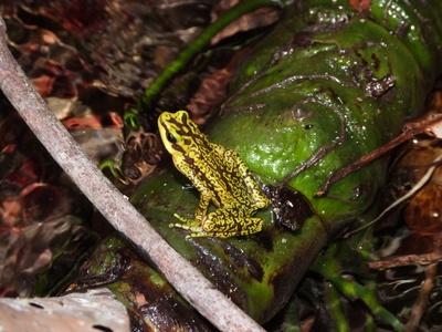 Rancho Grande Harlequin Frog