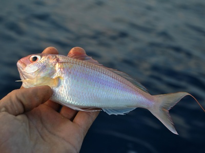 Randall's threadfin bream