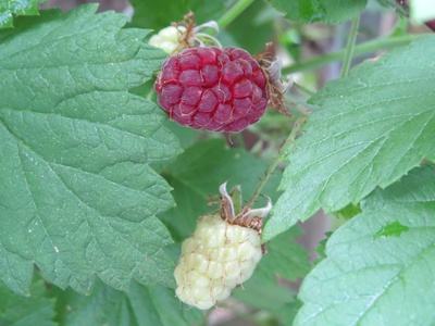 Raspberry