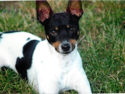 Rat Terrier
